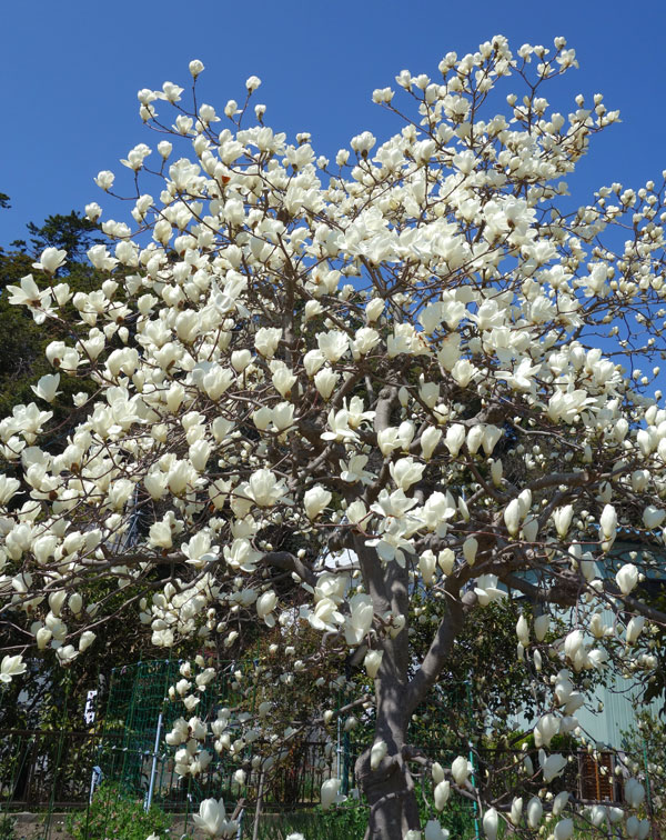 ハクモクレン（落葉樹の植木、庭木）｜苗木、植木 | 花、ガーデニング