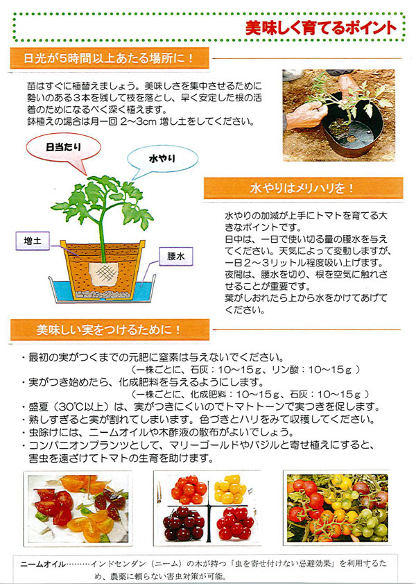 野菜の苗/生食用イタリアントマト（無農薬）：イタリアンゴールド3.5号ポット｜engei｜04