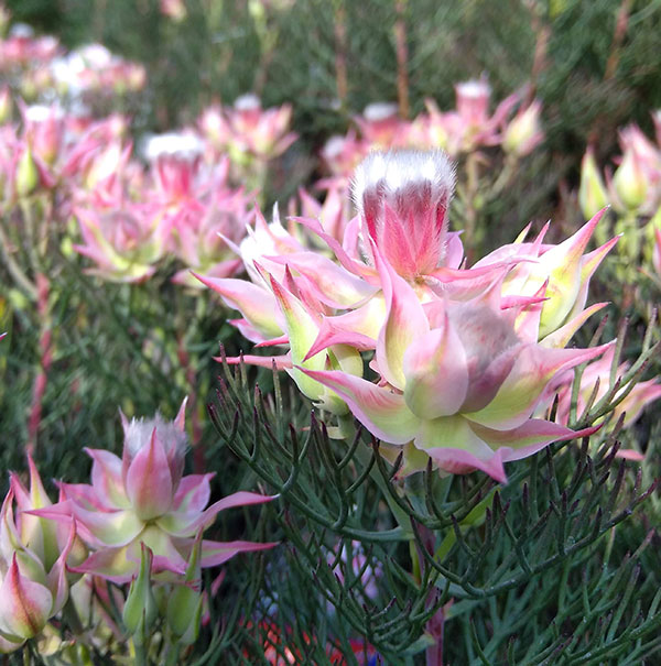 セルリア 種のおすすめ人気商品一覧 通販 - Yahoo!ショッピング