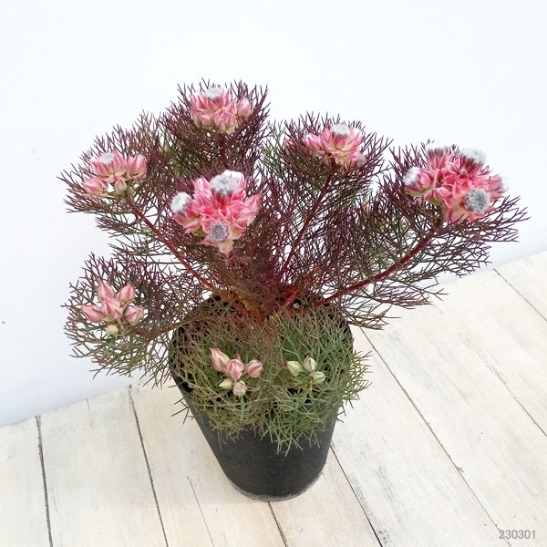 花木 庭木の苗 セルリア(ジョーイセルリア) ...の詳細画像3