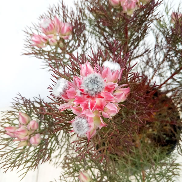 花木 庭木の苗 セルリア(ジョーイセルリア) ...の詳細画像4