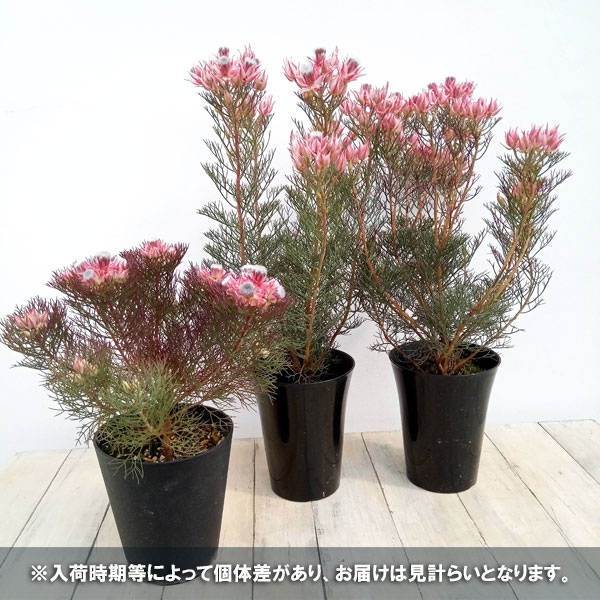 花木 庭木の苗 セルリア(ジョーイセルリア) ...の詳細画像5