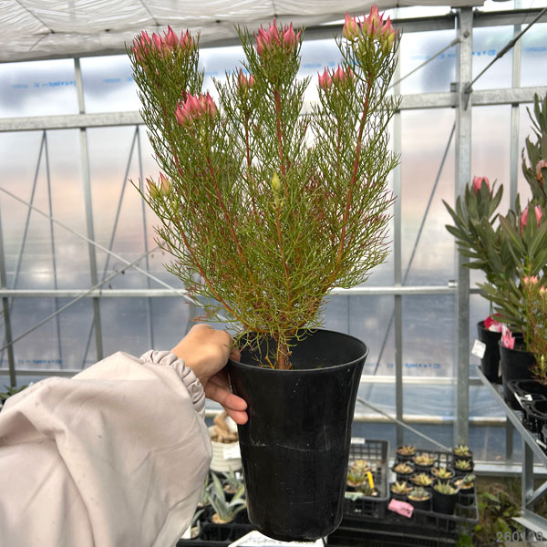 花木 庭木の苗 セルリア(ジョーイセルリア) ...の詳細画像1