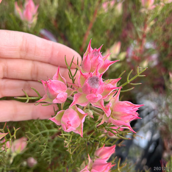 花木 庭木の苗 セルリア(ジョーイセルリア) ...の詳細画像2