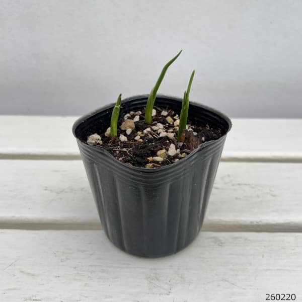 アリウム グレイスフルビューティー4球植え3....の詳細画像1