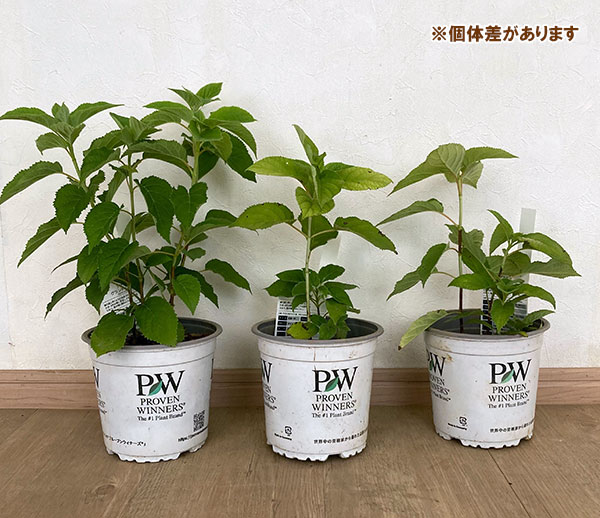 花木 庭木の苗 アジサイ(アメリカ) アナベル...の詳細画像3