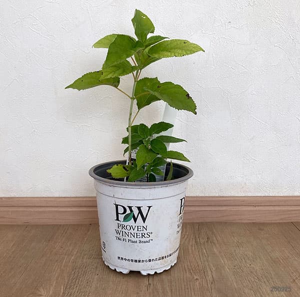 花木 庭木の苗 アジサイ(アメリカ) アナベル...の詳細画像1