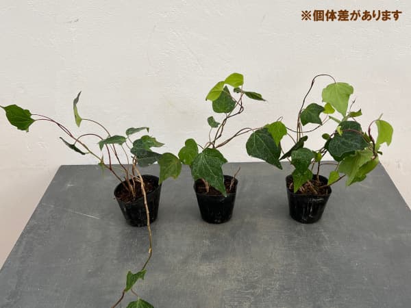 オカメヅタ（花、ガーデニング）のおすすめ人気商品一覧 通販 - Yahoo