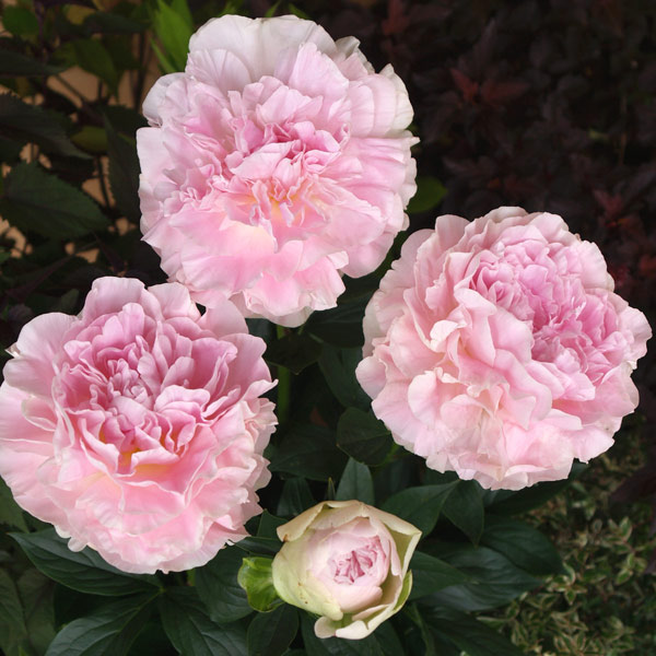 芍薬 苗 ハイブリッドシャクヤク ホワイトヘブン 1株 芍薬 シャクヤク