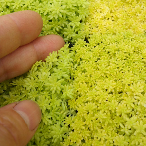 観葉植物 セダム 細葉オオゴンマンネングサ3号ポットの詳細画像4