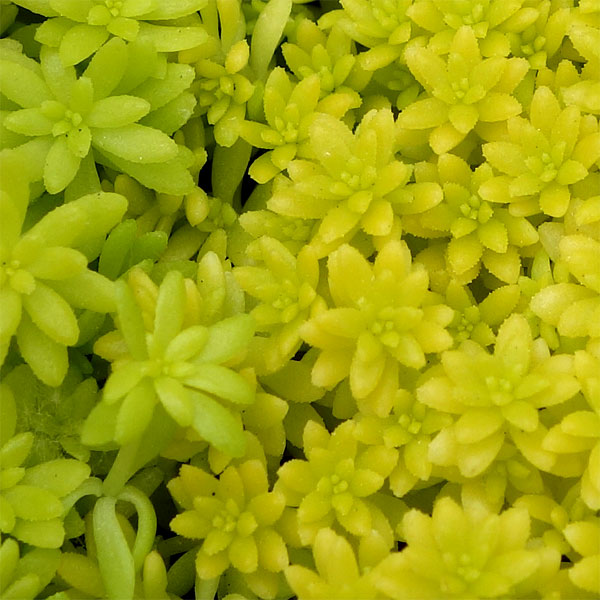 観葉植物 セダム 細葉オオゴンマンネングサ3号ポットの詳細画像5