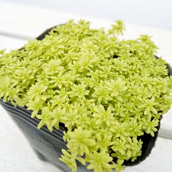 観葉植物 セダム 細葉オオゴンマンネングサ3号ポットの詳細画像2