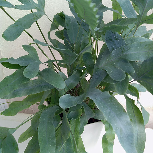 観葉植物 ポリポジウム ブルースター5号鉢入り 園芸ネット 通販 Yahoo ショッピング
