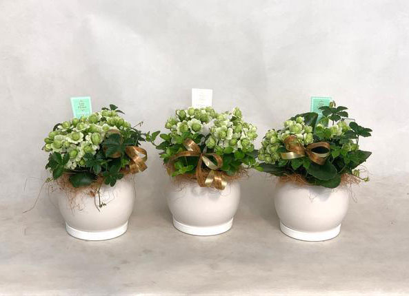 カランコエ 白のおすすめ人気商品一覧 通販 - Yahoo!ショッピング