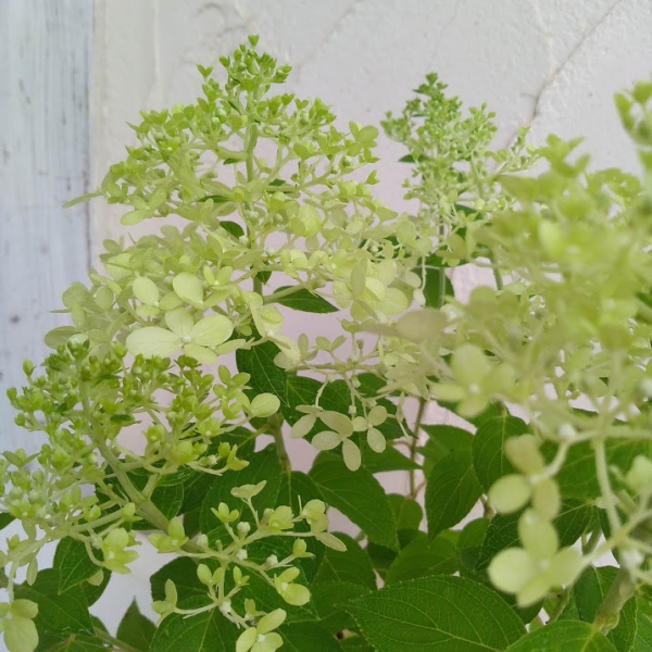 花木 庭木の苗 ノリウツギ（糊空木） ライムライト7号ポット樹高90cm |  | 02