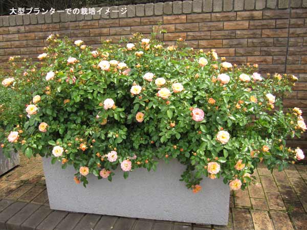 ドリフトローズのおすすめ人気商品一覧 通販 - Yahoo!ショッピング