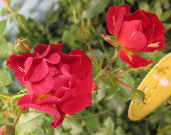 ドリフトローズのおすすめ人気商品一覧 通販 - Yahoo!ショッピング