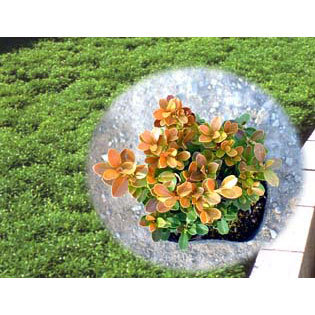 花木 庭木の苗 クサツゲ4号ポットの詳細画像1
