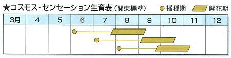 景観形成作物：コスモスセンセーション（中生）500g タネ 春〜初夏まき 大輪長期開花の人気種｜engei｜03