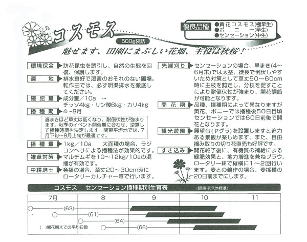 景観形成作物：コスモスセンセーション（中生）500g タネ 春〜初夏まき 大輪長期開花の人気種｜engei｜02