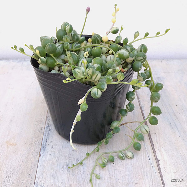 観葉植物 グリーンネックレス 斑入り3号ポットの詳細画像1