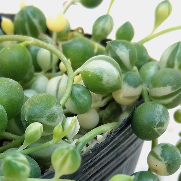 観葉植物 グリーンネックレス 斑入り3号ポットの詳細画像2