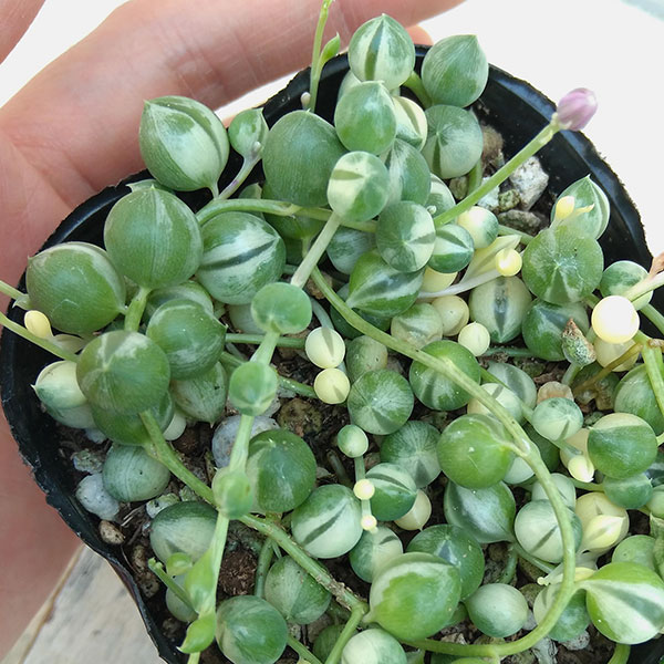 観葉植物 グリーンネックレス 斑入り3号ポットの詳細画像3