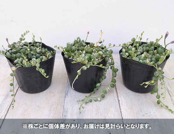 観葉植物 グリーンネックレス 斑入り3号ポットの詳細画像4