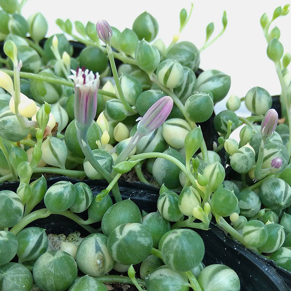観葉植物 グリーンネックレス 斑入り3号ポットの詳細画像5