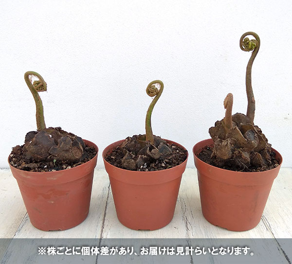 リュウビンタイのおすすめ人気商品一覧 通販 - Yahoo!ショッピング