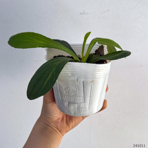 草花の苗 ジギタリス コーヒークリーム3-3....の詳細画像2