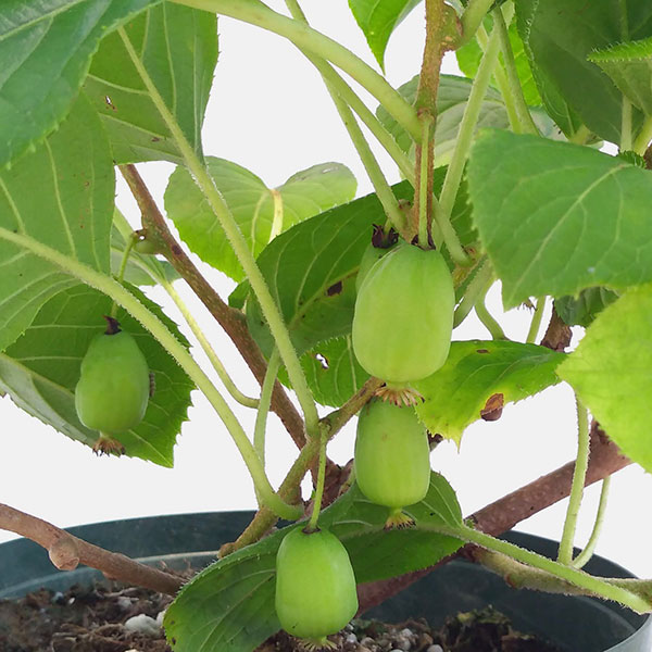 果樹の苗 サルナシ(コクワ) 大実サルナシ(コ...の詳細画像1