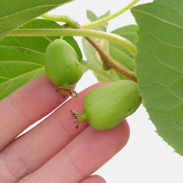 果樹の苗 サルナシ(コクワ) 大実サルナシ(コ...の詳細画像2
