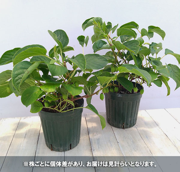 果樹の苗 サルナシ(コクワ) 大実サルナシ(コ...の詳細画像3