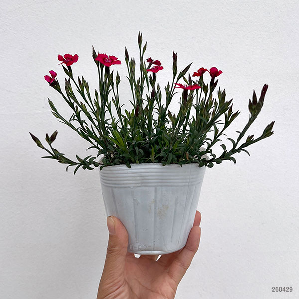 草花の苗 サマーセール ダイアンサス デルトイ...の詳細画像1