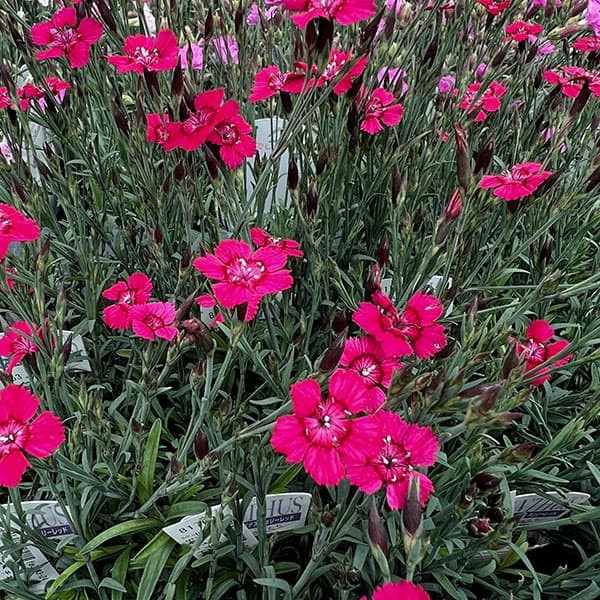 草花の苗 サマーセール ダイアンサス デルトイ...の詳細画像4