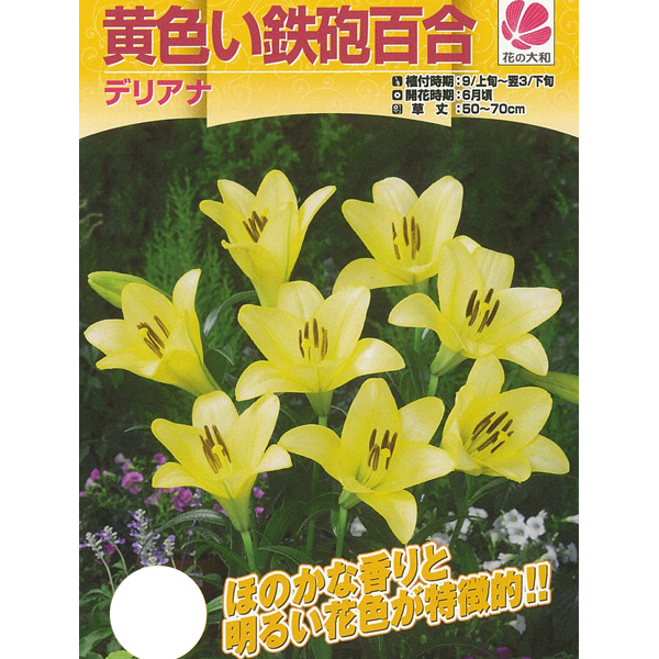 球根 26年9月中下旬予約 ユリ 鉄砲百合黄花...の詳細画像2
