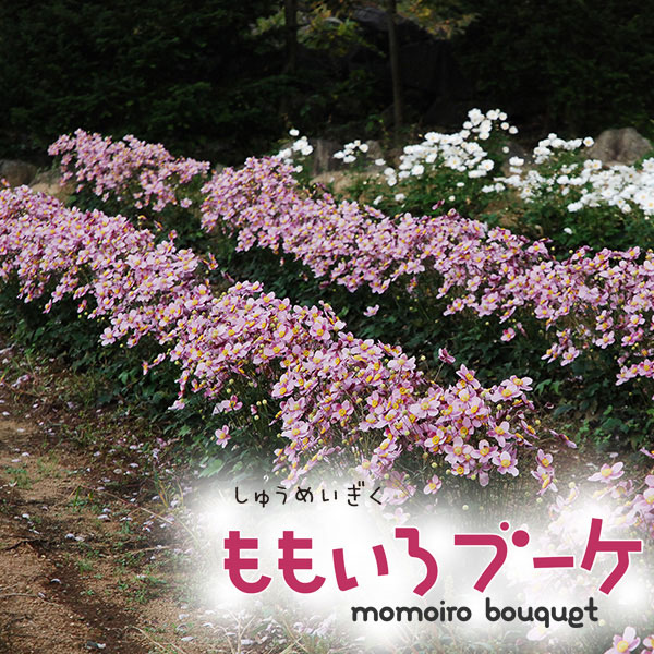 草花の苗 シュウメイギク(秋明菊) ももいろブ...の詳細画像3