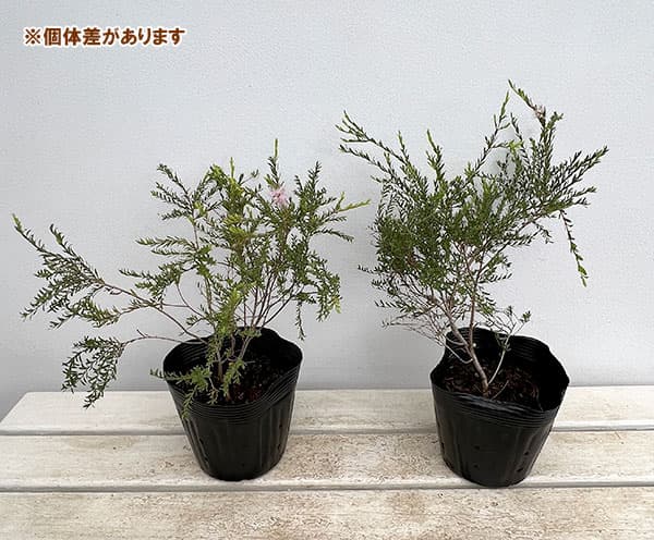 花木 庭木の苗 26年9月中下旬予約 メラレウ...の詳細画像2