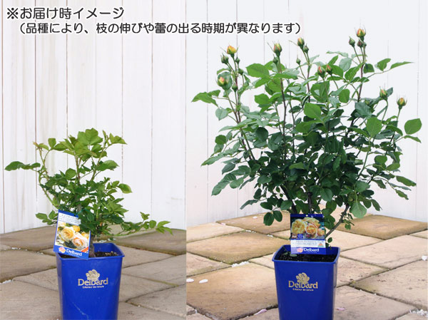 バラの苗/（わけあり特価）（開花終了）デルバールローズ：ペッシュ・ボンボン6号角鉢植え*｜engei｜06