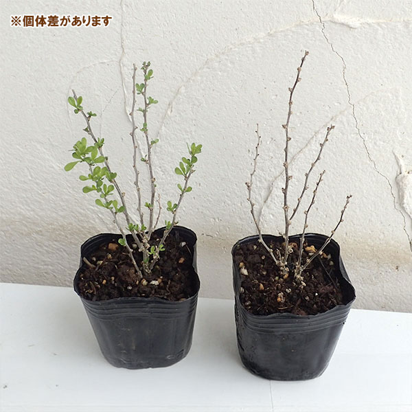 花木 庭木の苗 クコ(枸杞) 千成(センナリク...の詳細画像2
