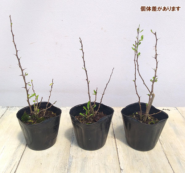 花木 庭木の苗 クコ(枸杞) 千成(センナリク...の詳細画像1