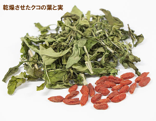 花木 庭木の苗 クコ(枸杞) 千成(センナリク...の詳細画像5