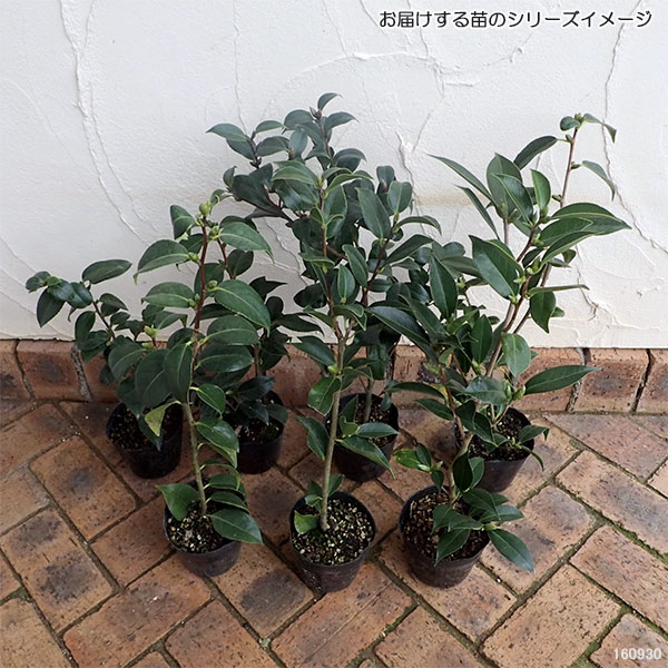 花木 庭木の苗 侘助ツバキ(椿) 一子侘助4〜...の詳細画像4