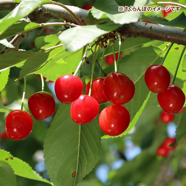 果樹の苗 サクランボ さおり4〜5号ポット接木苗 |  | 02