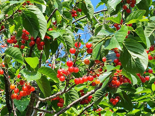 果樹の苗 サクランボ さおり4〜5号ポット接木苗 |  | 03