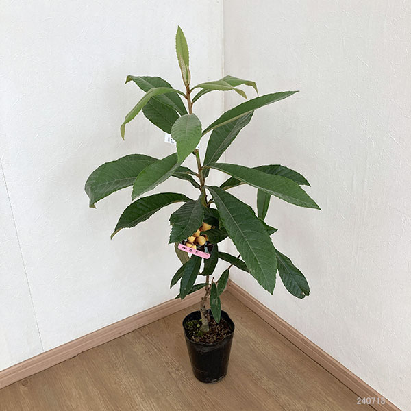 びわの苗 3株 - 観葉植物