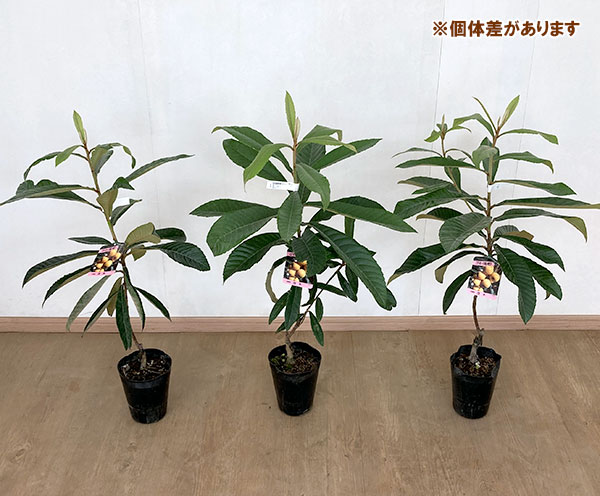 果樹の苗 ビワ（枇杷） 茂木（モギ）4-5号ポット : 園芸ネット - 通販