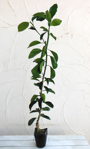 果樹の苗 ナツミカン(夏みかん)4〜5号ポットの詳細画像3