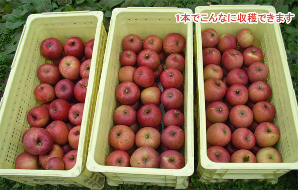 果樹の苗/リンゴ：ふじ（富士）わい性台木接木苗4号ポット.｜engei｜03